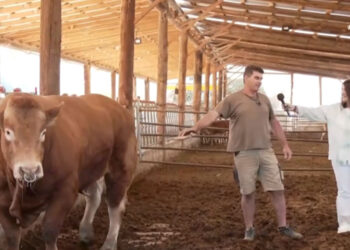 Μονάδα βοοειδών με πιάνο και…γαλλικά στην Εράτυρα Κοζάνης