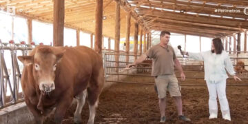 Μονάδα βοοειδών με πιάνο και…γαλλικά στην Εράτυρα Κοζάνης