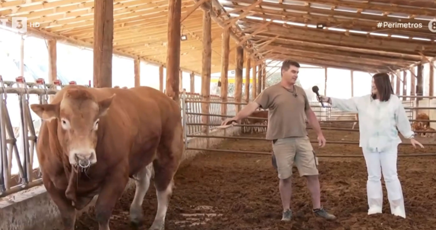 Μονάδα βοοειδών με πιάνο και…γαλλικά στην Εράτυρα Κοζάνης