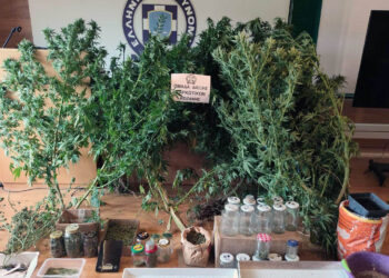 Κοζάνη: Συνελήφθη 65χρονος με εργαστήριο κάνναβης στο σπίτι του – Κατασχέθηκε πάνω από 1 κιλό (Βίντεο)