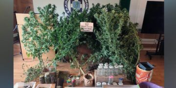 Κοζάνη: Συνελήφθη 65χρονος με εργαστήριο κάνναβης στο σπίτι του – Κατασχέθηκε πάνω από 1 κιλό (Βίντεο)