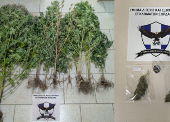 Κοζάνη: 67χρονος καλλιεργούσε δενδρύλλια κάνναβης στο σπίτι του – Ο σκύλος «ΟΡΦΕΑΣ» τα εντόπισε