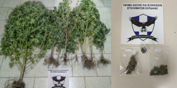 Κοζάνη: 67χρονος καλλιεργούσε δενδρύλλια κάνναβης στο σπίτι του – Ο σκύλος «ΟΡΦΕΑΣ» τα εντόπισε