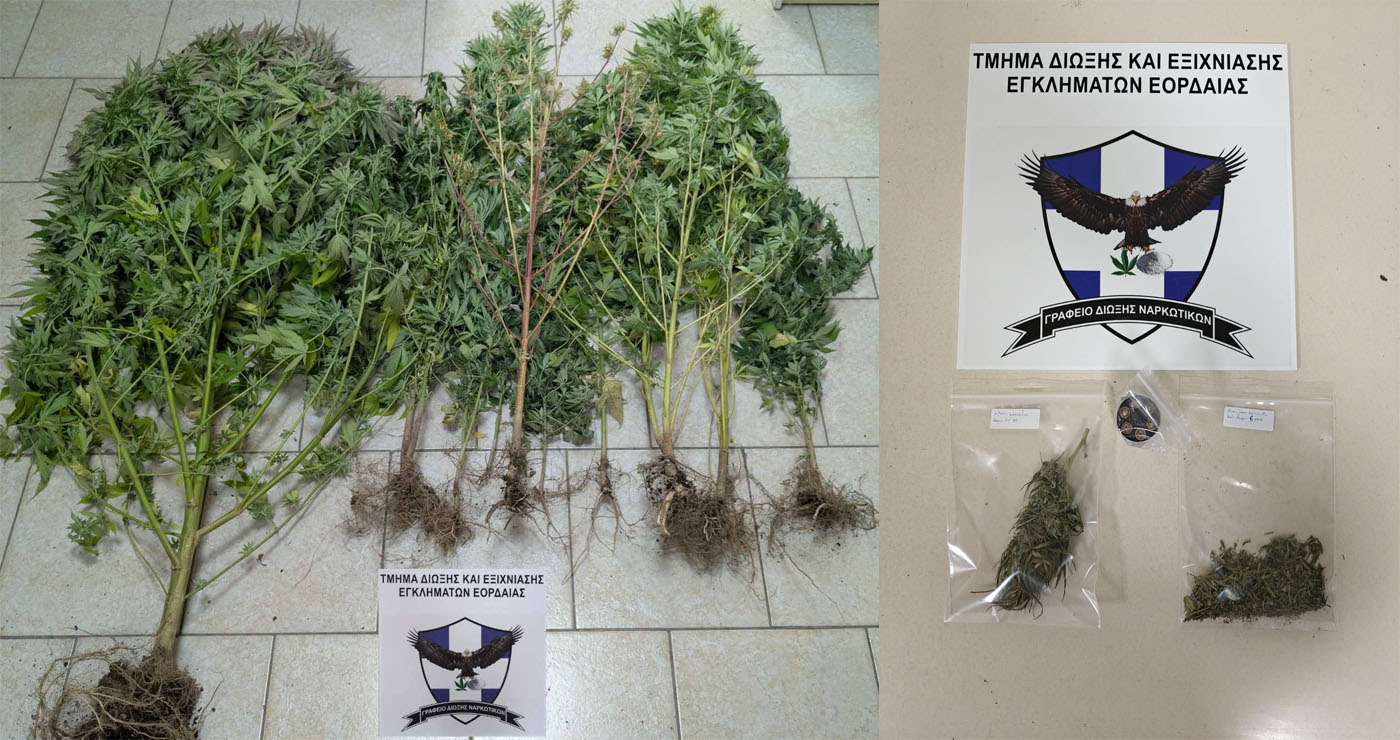 Κοζάνη: 67χρονος καλλιεργούσε δενδρύλλια κάνναβης στο σπίτι του – Ο σκύλος «ΟΡΦΕΑΣ» τα εντόπισε