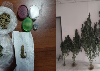 Γρεβενά: Τους «τσάκωσαν» την ώρα που περιποιούνταν δενδρύλλια κάνναβης – Διατηρούσαν φυτά σχεδόν 3 μέτρα