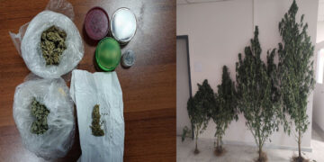 Γρεβενά: Τους «τσάκωσαν» την ώρα που περιποιούνταν δενδρύλλια κάνναβης – Διατηρούσαν φυτά σχεδόν 3 μέτρα