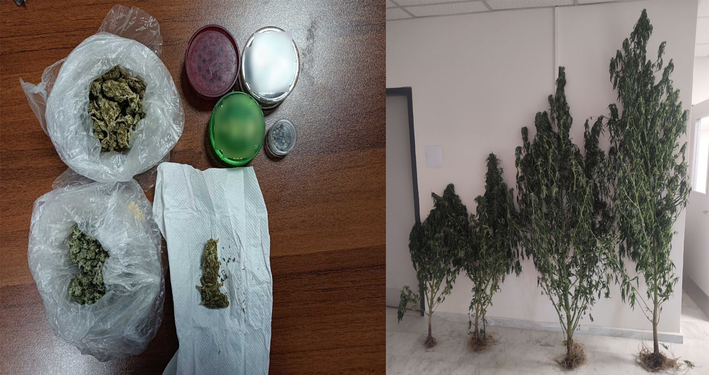 Γρεβενά: Τους «τσάκωσαν» την ώρα που περιποιούνταν δενδρύλλια κάνναβης – Διατηρούσαν φυτά σχεδόν 3 μέτρα