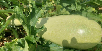 Κολοκύθια  ΓΙΓΑΣ  σε αγρόκτημα της Πτολεμαΐδας! (της Κούλας Πουλασιχίδου)