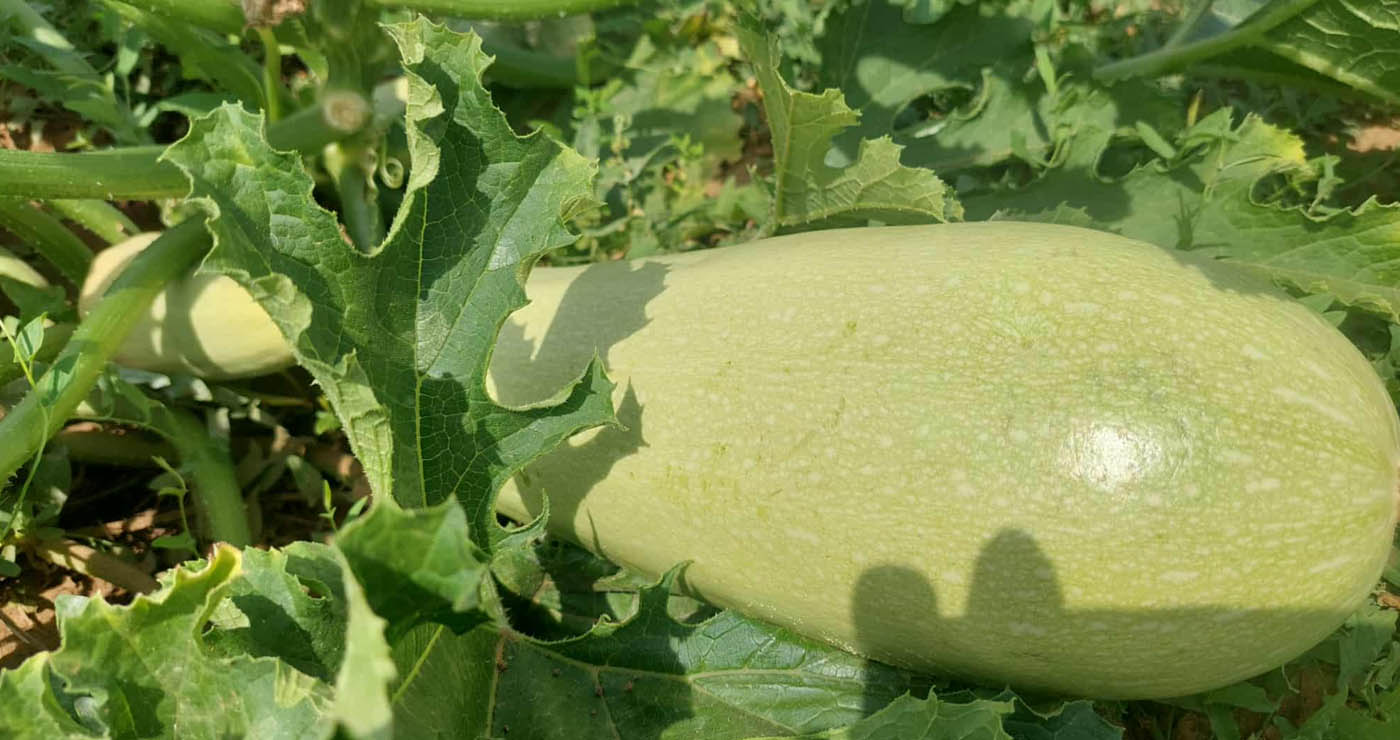 Κολοκύθια  ΓΙΓΑΣ  σε αγρόκτημα της Πτολεμαΐδας! (της Κούλας Πουλασιχίδου)