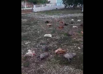 Άρδασσα Εορδαίας: Άγριο ζώο σκότωσε 35 κότες (Βίντεο)