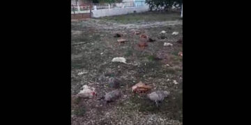 Άρδασσα Εορδαίας: Άγριο ζώο σκότωσε 35 κότες (Βίντεο)