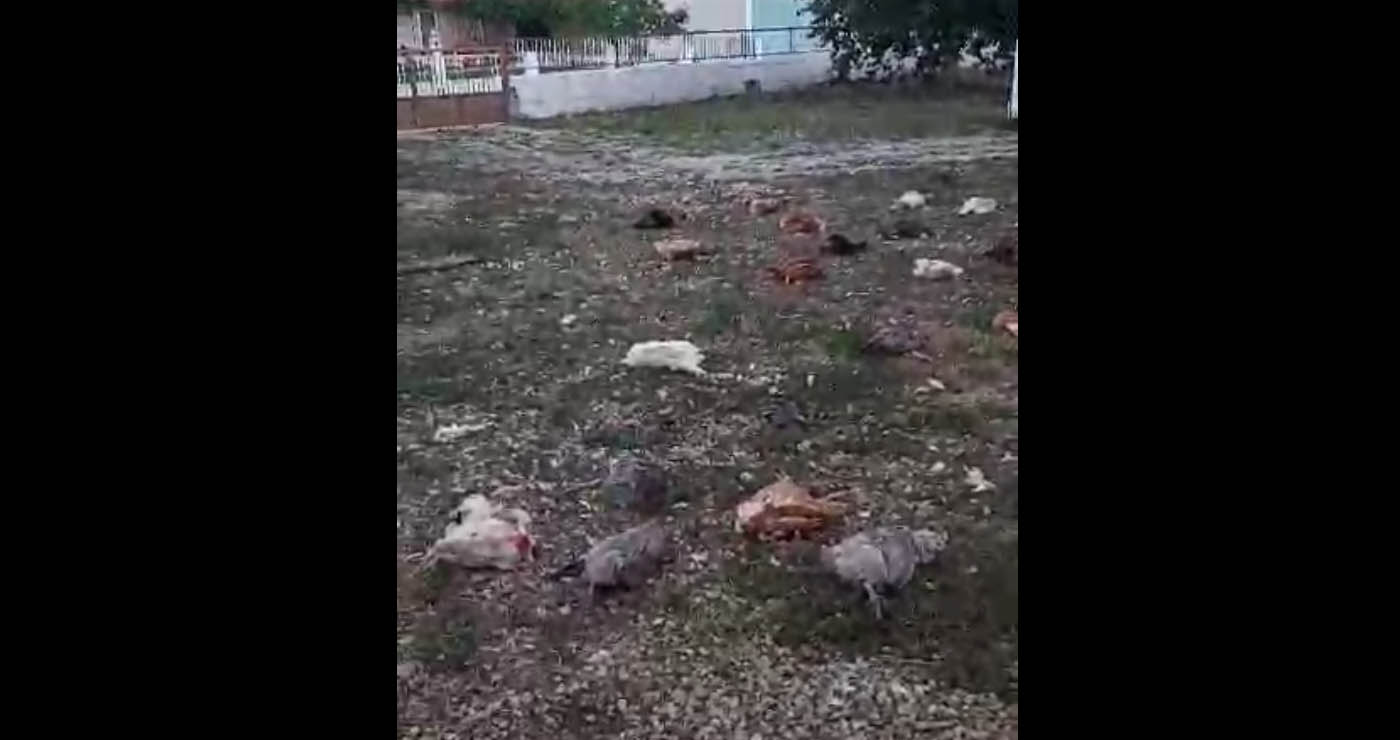 Άρδασσα Εορδαίας: Άγριο ζώο σκότωσε 35 κότες (Βίντεο)