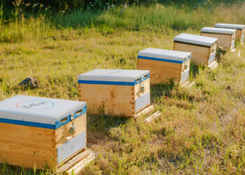 Η ΔΕΗ υιοθετεί 660.000 μέλισσες για την αναγέννηση της φύσης στον Έβρο