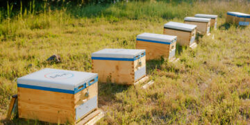 Η ΔΕΗ υιοθετεί 660.000 μέλισσες για την αναγέννηση της φύσης στον Έβρο