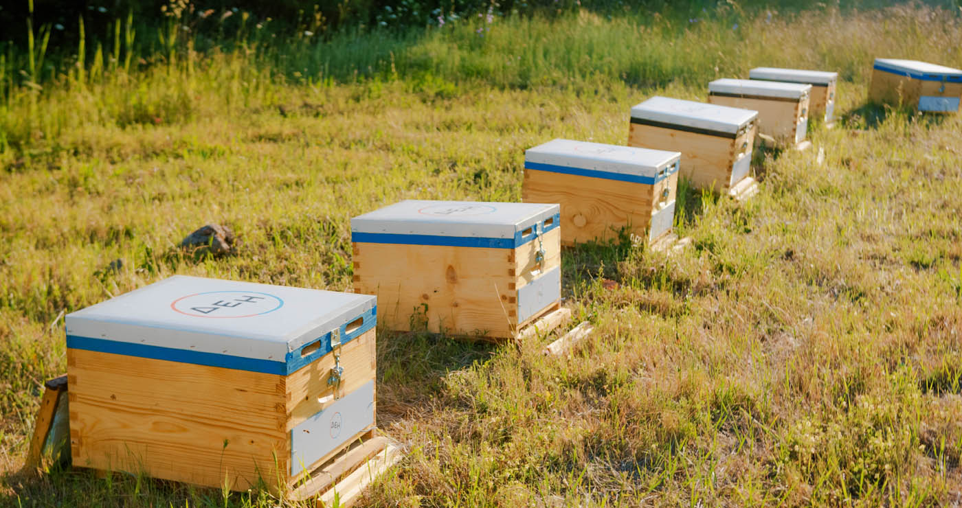 Η ΔΕΗ υιοθετεί 660.000 μέλισσες για την αναγέννηση της φύσης στον Έβρο