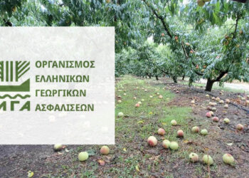 Εορδαία: Εκτεταμένη καρπόπτωση λόγω της κακοκαιρίας – Άμεση αυτοψία κλιμακίου του ΕΛΓΑ στο Μηλοχώρι