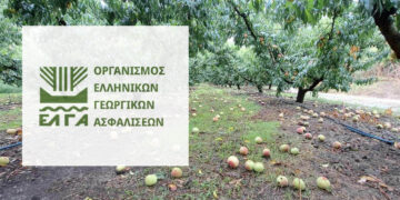 Εορδαία: Εκτεταμένη καρπόπτωση λόγω της κακοκαιρίας – Άμεση αυτοψία κλιμακίου του ΕΛΓΑ στο Μηλοχώρι