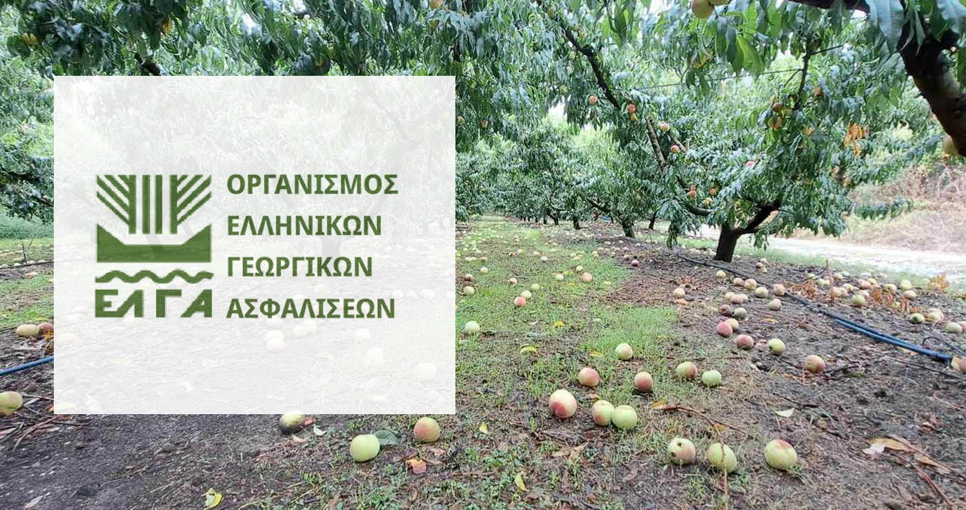 Εορδαία: Εκτεταμένη καρπόπτωση λόγω της κακοκαιρίας – Άμεση αυτοψία κλιμακίου του ΕΛΓΑ στο Μηλοχώρι