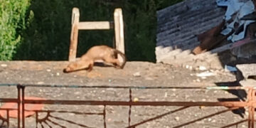 Άγριο μινκ εθεάθη στον Φούφα Εορδαίας “για να κάνει παρέα στις αρκούδες”- Δείτε το βίντεο