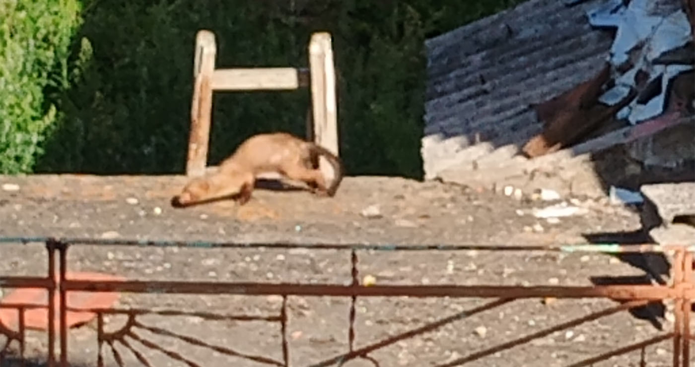 Άγριο μινκ εθεάθη στον Φούφα Εορδαίας “για να κάνει παρέα στις αρκούδες”- Δείτε το βίντεο