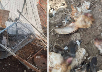 Αρκούδα κατασπάραξε πουλερικά σε κτήμα στο Σιόποτο Κοζάνης