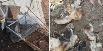 Αρκούδα κατασπάραξε πουλερικά σε κτήμα στο Σιόποτο Κοζάνης