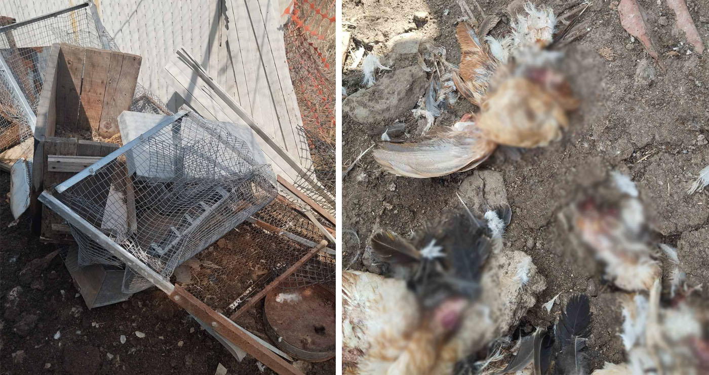 Αρκούδα κατασπάραξε πουλερικά σε κτήμα στο Σιόποτο Κοζάνης