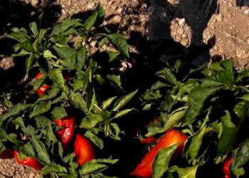 Κόκκινη πιπεριά: Η “αρχόντισσα” των λαχανικών καλλιεργείται στον Άγιο Παντελεήμονα Φλώρινας (Βίντεο)