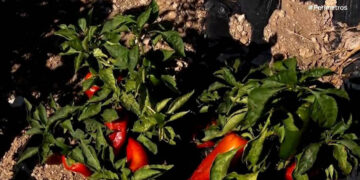 Κόκκινη πιπεριά: Η “αρχόντισσα” των λαχανικών καλλιεργείται στον Άγιο Παντελεήμονα Φλώρινας (Βίντεο)