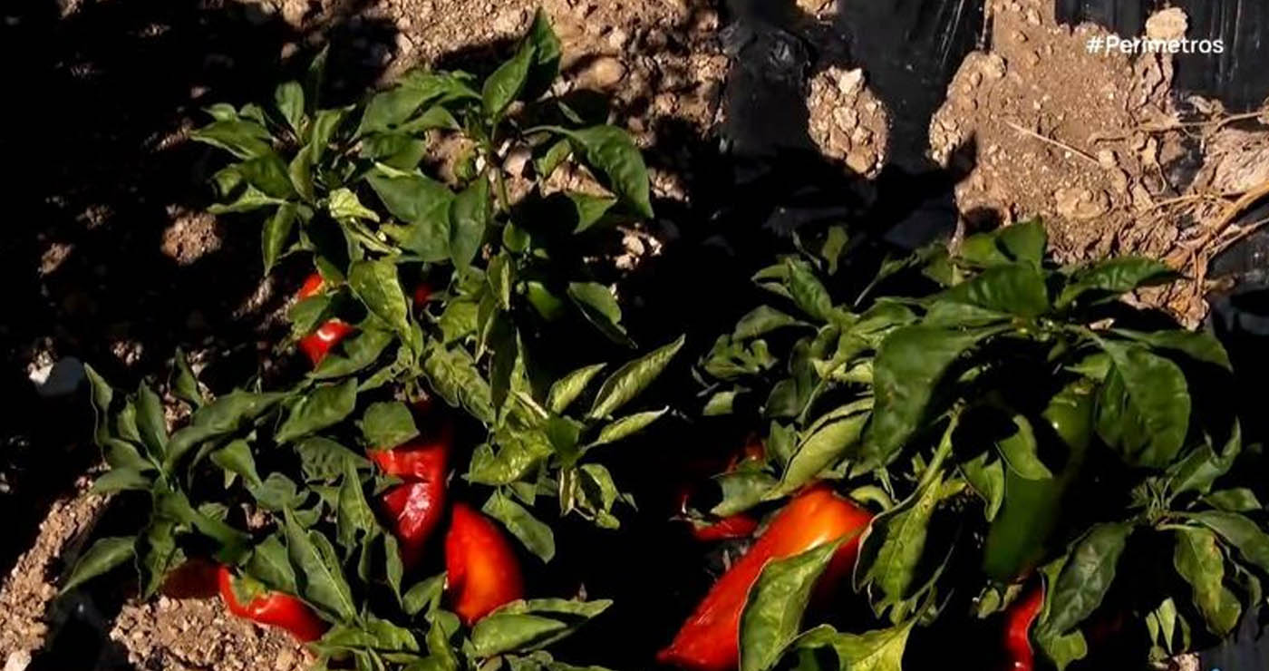 Κόκκινη πιπεριά: Η “αρχόντισσα” των λαχανικών καλλιεργείται στον Άγιο Παντελεήμονα Φλώρινας (Βίντεο)
