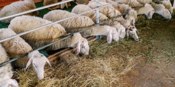 Προβληματισμός στους κτηνοτρόφους της Π.Ε. Κοζάνης για την καραντίνα της ευλογιάς- Αυξημένα κόστη μετά την απαγόρευση βόσκησης- Αναφορές για παραβιάσεις των μέτρων