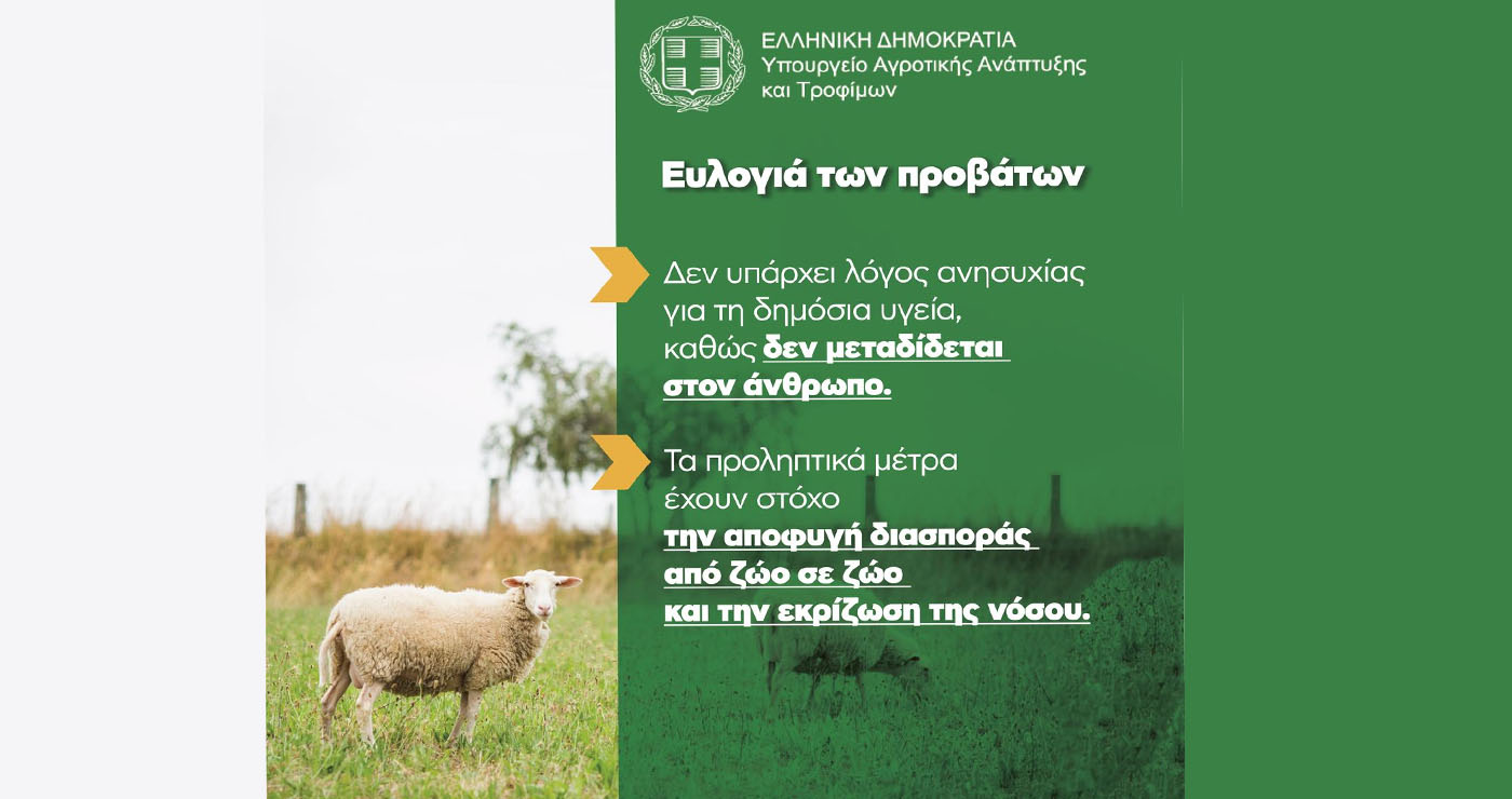 Τι πρέπει να γνωρίζουν οι κτηνοτρόφοι για τον περιορισμό της ευλογιάς των προβάτων – Ενημέρωση από το ΥΠΑΑΤ