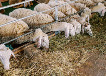 Καθαρά δείγματα για την ευλογιά των προβάτων- Προς περιορισμό η ζώνη καραντίνας