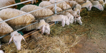 Καθαρά δείγματα για την ευλογιά των προβάτων- Προς περιορισμό η ζώνη καραντίνας