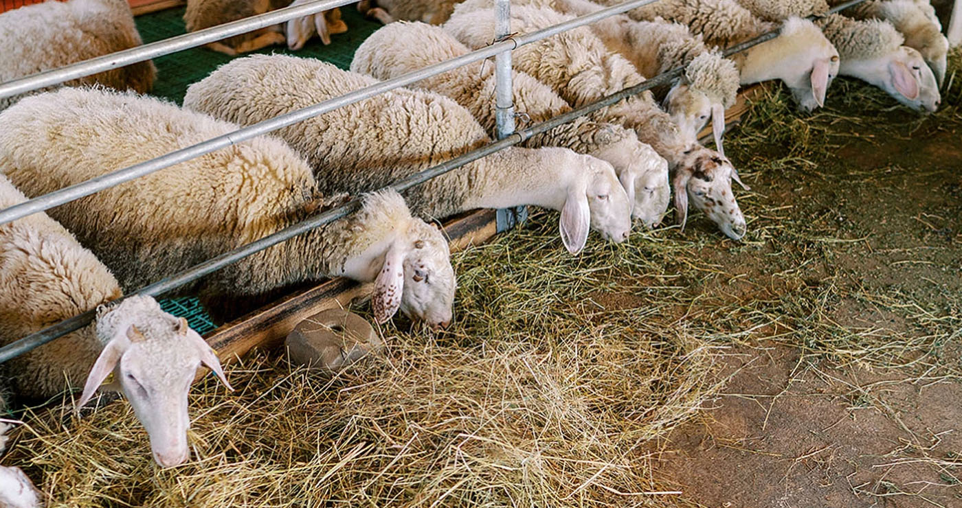 Καθαρά δείγματα για την ευλογιά των προβάτων- Προς περιορισμό η ζώνη καραντίνας