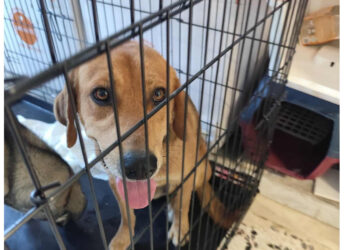 Δήμος Κοζάνης: Πραγματοποιήθηκαν άλλες 100 στειρώσεις αδέσποτων και δεσποζόμενων ζώων