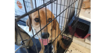 Δήμος Κοζάνης: Πραγματοποιήθηκαν άλλες 100 στειρώσεις αδέσποτων και δεσποζόμενων ζώων