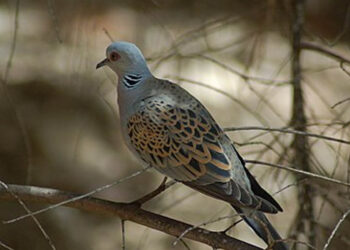 Εορδαία: Συμπληρώθηκε το όριο κάρπωσης για το τρυγόνι – Τέλος στη θήρα του