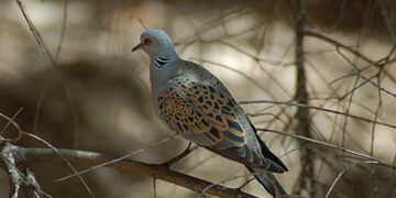 Εορδαία: Συμπληρώθηκε το όριο κάρπωσης για το τρυγόνι – Τέλος στη θήρα του