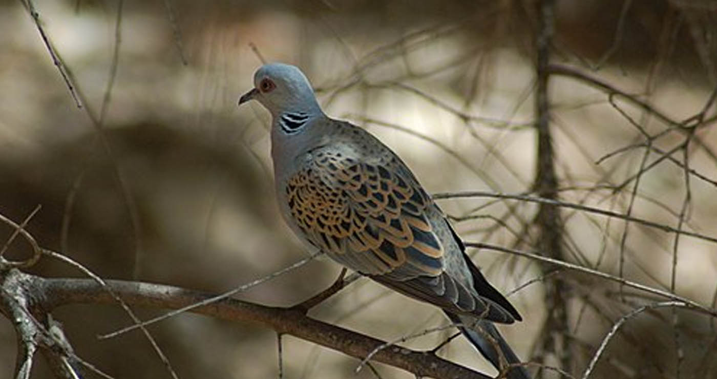 Εορδαία: Συμπληρώθηκε το όριο κάρπωσης για το τρυγόνι – Τέλος στη θήρα του
