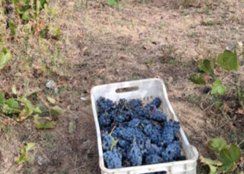 Εξαιρετικά πρώιμος ο φετινός ΤΡΥΓΟΣ λόγω καύσωνα, με αύξηση παραγωγής (Της Κούλας Πουλασιχίδου)