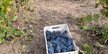 Εξαιρετικά πρώιμος ο φετινός ΤΡΥΓΟΣ λόγω καύσωνα, με αύξηση παραγωγής (Της Κούλας Πουλασιχίδου)