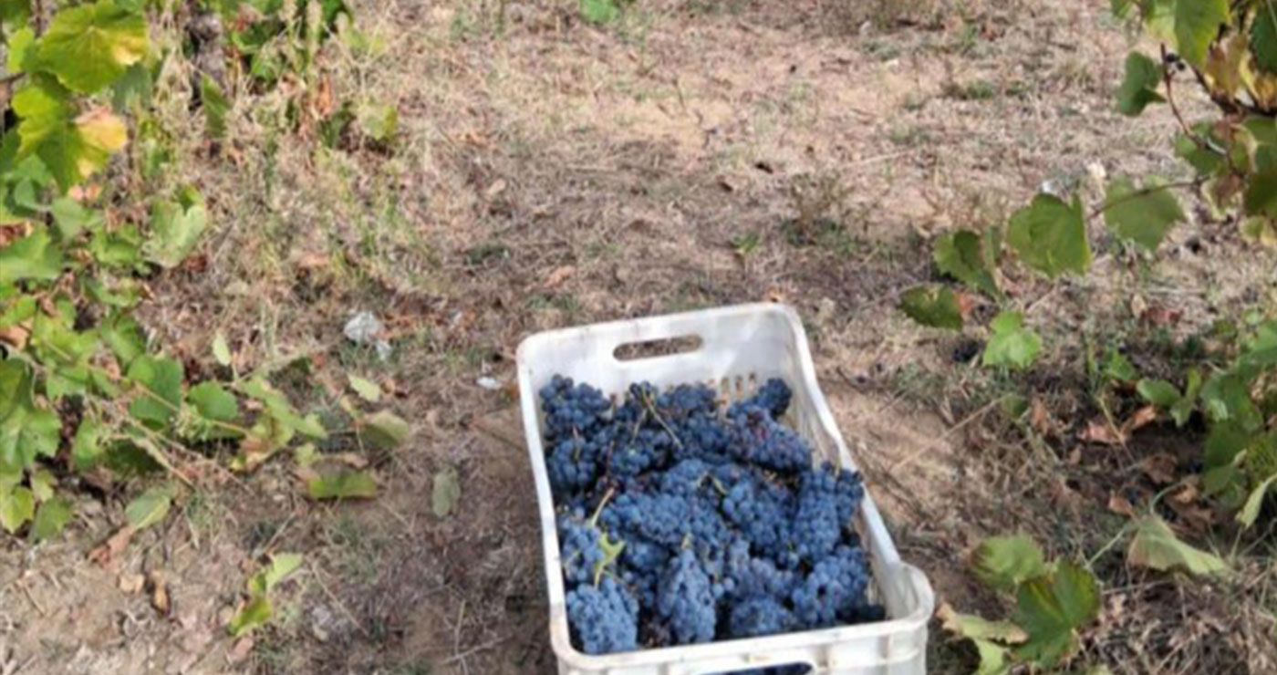 Εξαιρετικά πρώιμος ο φετινός ΤΡΥΓΟΣ λόγω καύσωνα, με αύξηση παραγωγής (Της Κούλας Πουλασιχίδου)