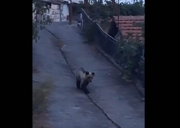 Βόιο: Οι αρκούδες κοντά σε σπίτια και χωράφια στον Βυθό (Βίντεο)