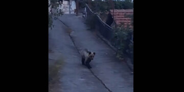 Βόιο: Οι αρκούδες κοντά σε σπίτια και χωράφια στον Βυθό (Βίντεο)