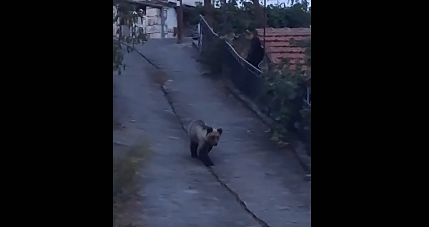 Βόιο: Οι αρκούδες κοντά σε σπίτια και χωράφια στον Βυθό (Βίντεο)