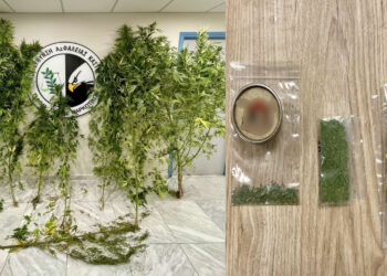 Ο σκύλος «ΟΡΦΕΑΣ» ανακάλυψε χασισοφυτεία 54χρονου στην Καστοριά – Είχε 7 δενδρύλλια σε αγρόκτημα