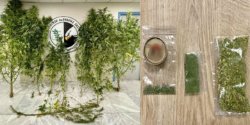 Ο σκύλος «ΟΡΦΕΑΣ» ανακάλυψε χασισοφυτεία 54χρονου στην Καστοριά – Είχε 7 δενδρύλλια σε αγρόκτημα