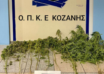 Κοζάνη: Σύλληψη 52χρονου για καλλιέργεια κάνναβης – Κατασχέθηκαν 7 δενδρύλλια