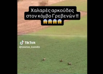 Αρκούδες «βόσκουν» στα Γρεβενά (Βίντεο)